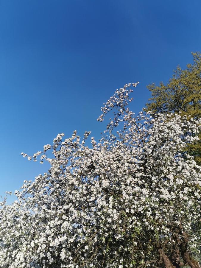 Woferlhof, Ferienhof Boxhorn Böbrach Buitenkant foto